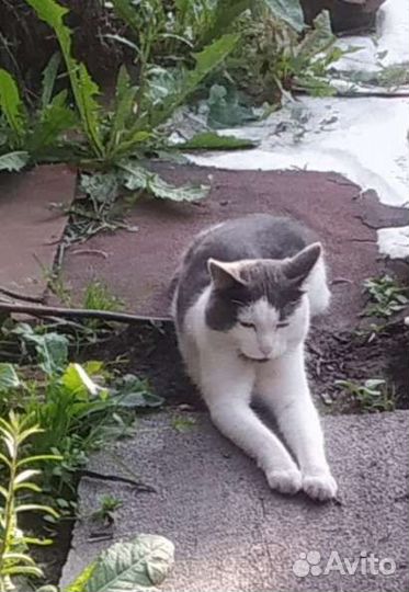 Котик бесплатно