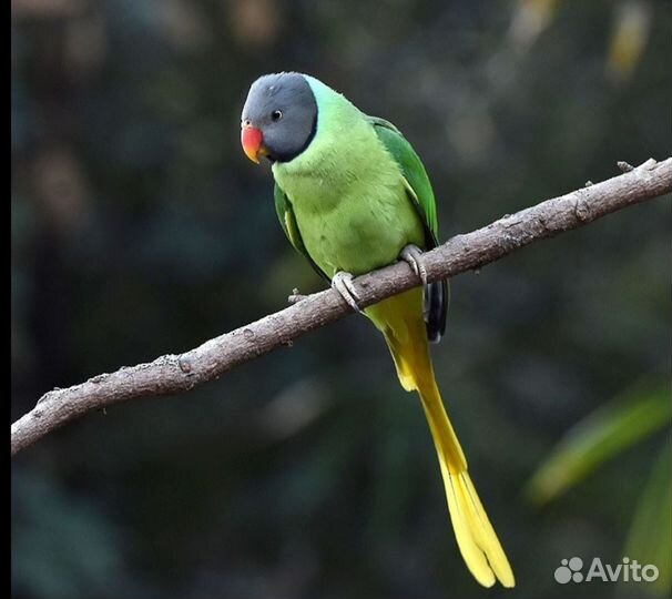 Гималайский попугай