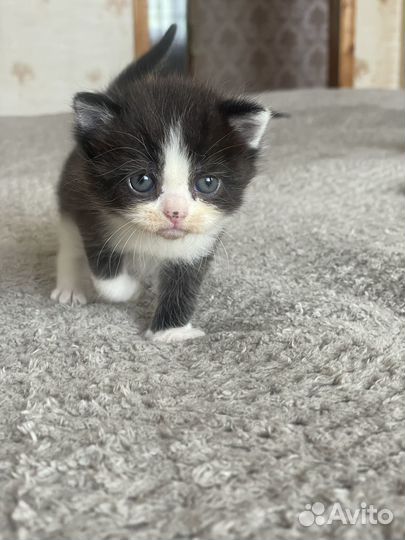 Отдам котенка в добрые руки