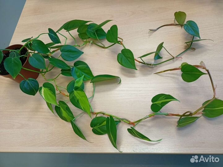 Эпипремнум бразил, н джой, неон, треби, золотист