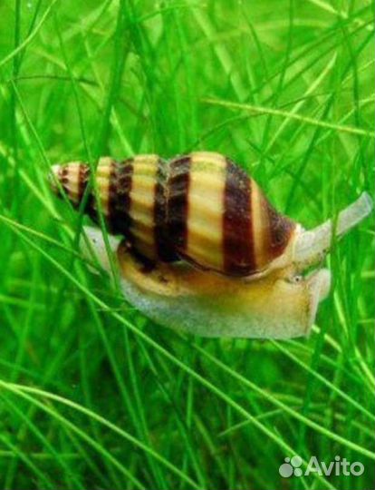 Улитка Хелена