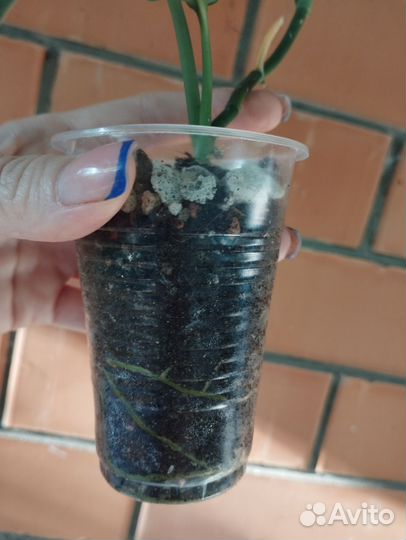 Эпипрениум Сильвер сплеш