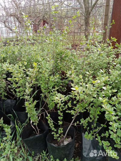 Кизильник блестящий зкс 50-70 см