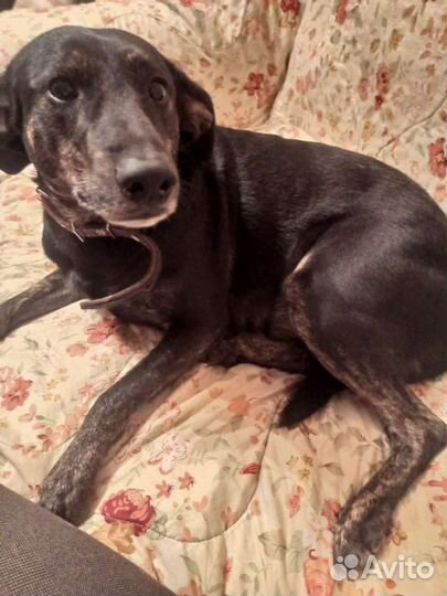 Собака Кузя