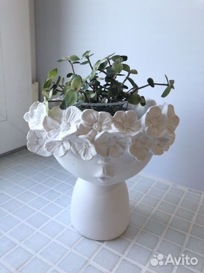 Каллизия 3 сорта + миксы