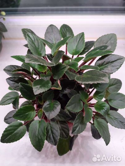 Фиалки Трейлеры, взрослые