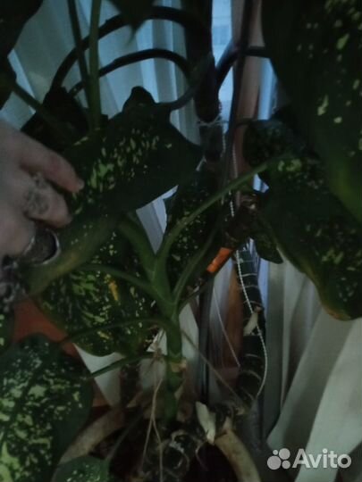 Диффенбахия