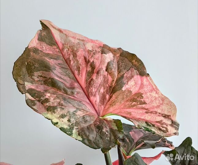 Сингониум Клубничный Лед(Strawberry Ice) galaxy