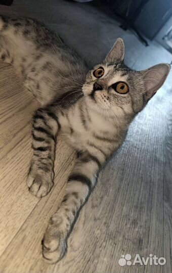 Шотланская кошка ищет дом