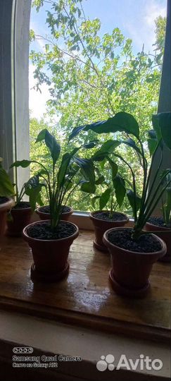 Спатифиллум