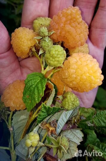 Саженцы жёлтой малины сладкой