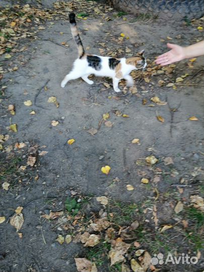 Кошка бесплатно