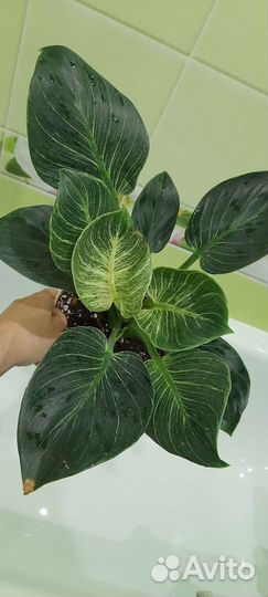 Эпипремнум годзила и филодендрон Биркин