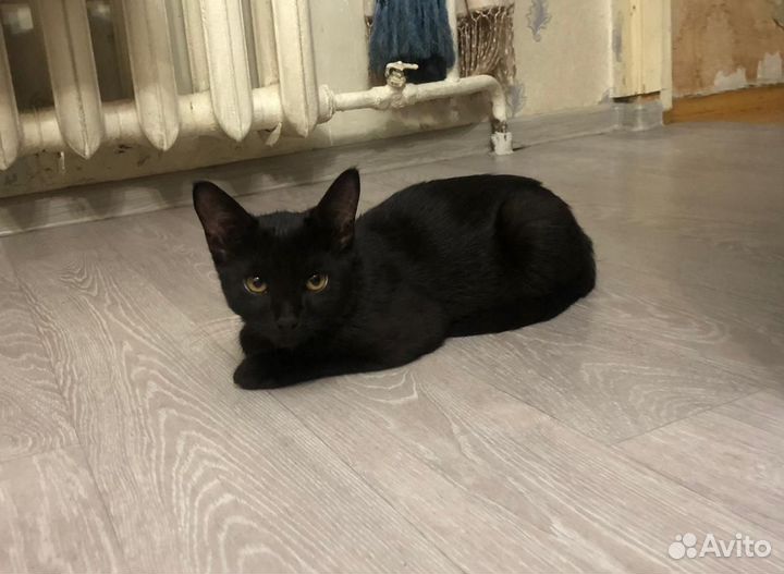 Котёнок подросток