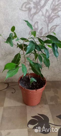 Фикус Бенджамина Наташа