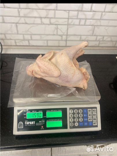 Куры домашние