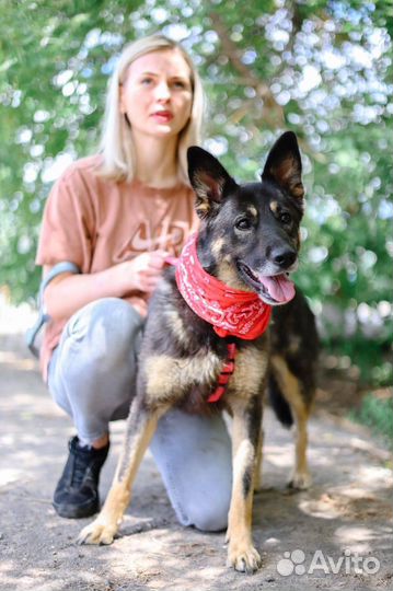 Ищем дом замечательной собаке