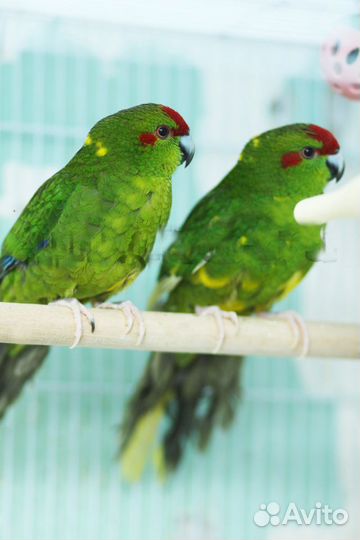 Какарик птенцы