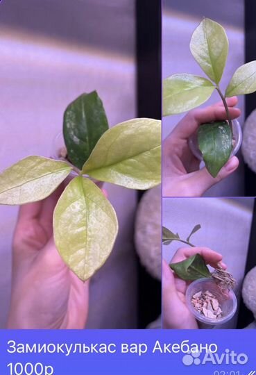 Растения домашние, разные