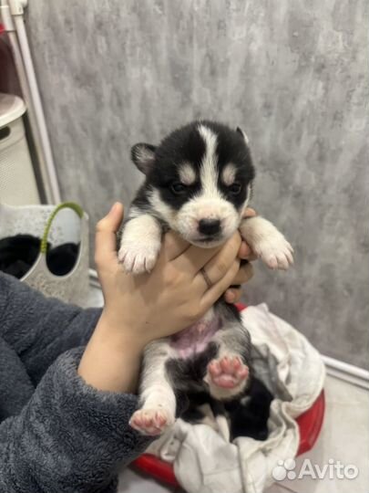 Сибирский хаски (метисы)