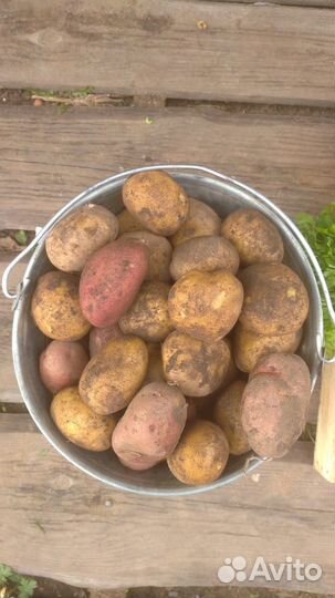 Продам картофель с доставкой