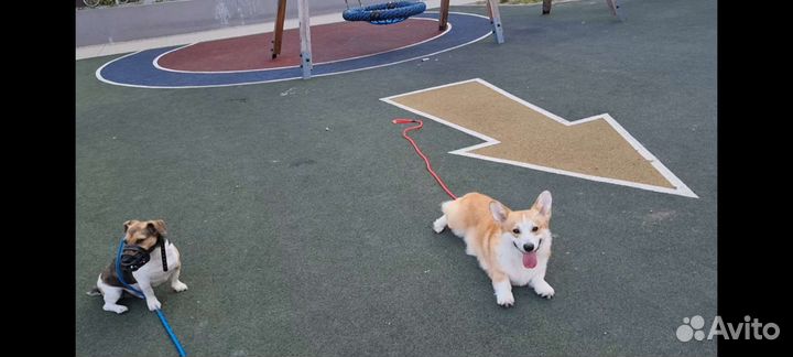 Специалист по коррекции поведения собак