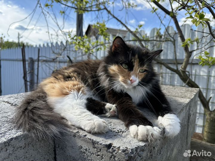 Кошка в добрые руки