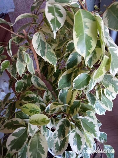 Фикус бенджамина пестролистный большой