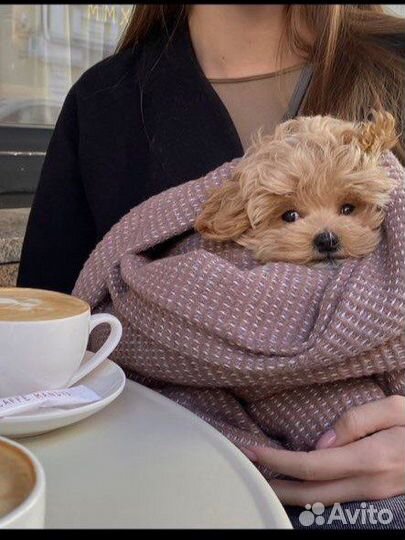 Мальтипу f1 mini