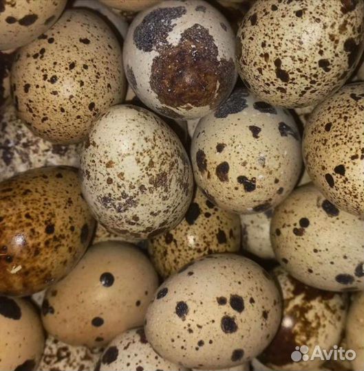 Яйца перепелиные инкубационное