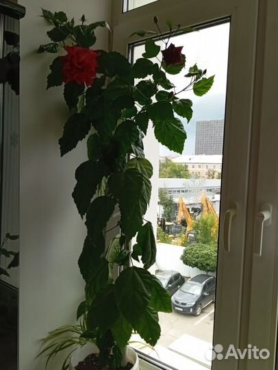 Гибискус китайская роза