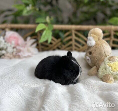 Карликовые Кролики из Питомника, Привитые