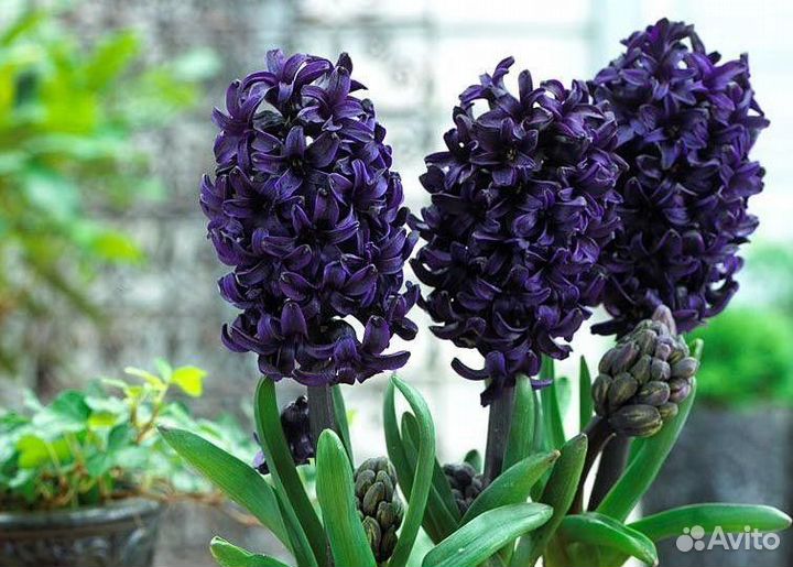 Гиацинты. Осень 2023