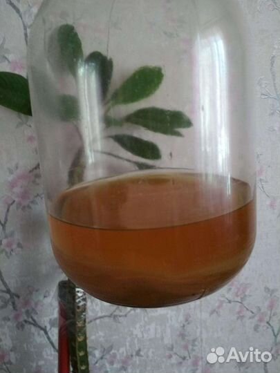 Чайный гриб