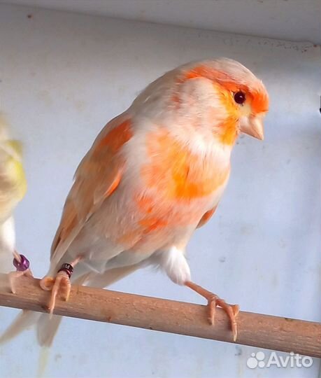 Кенар породистый, канарейки
