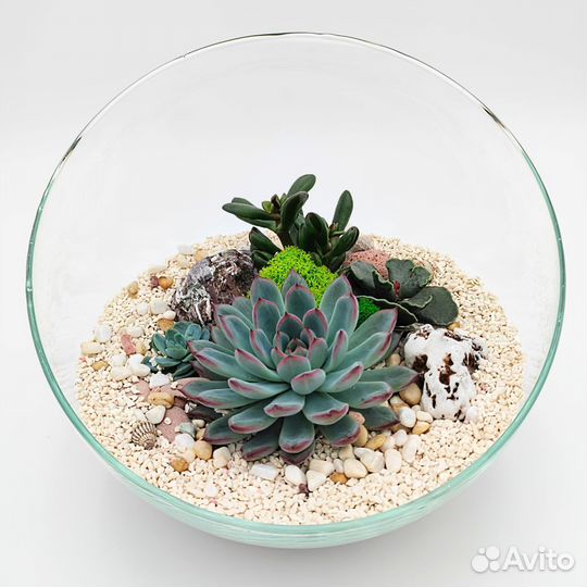 Флорариум с суккулентами в вазе