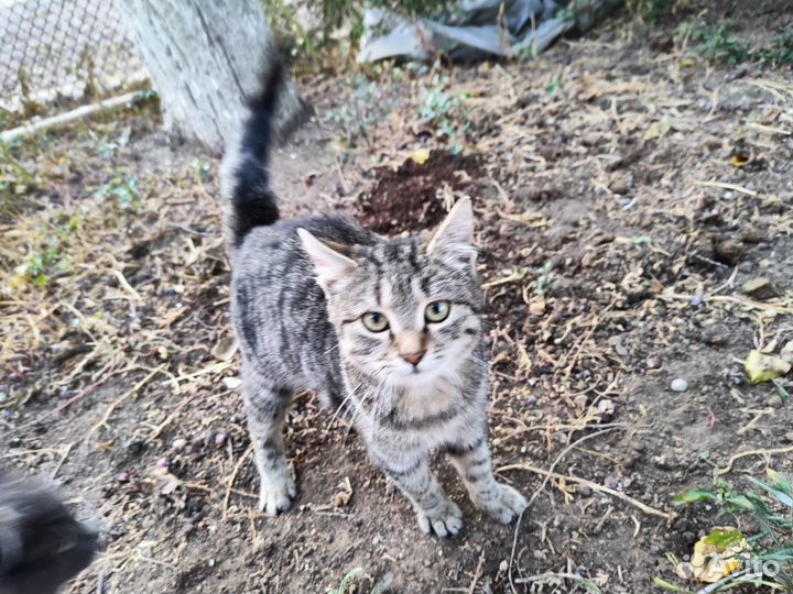 Котик в добрые руки