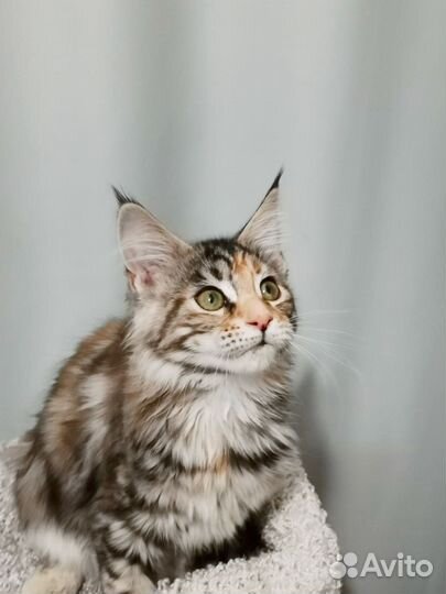 В продаже котята породы Мейн-кун