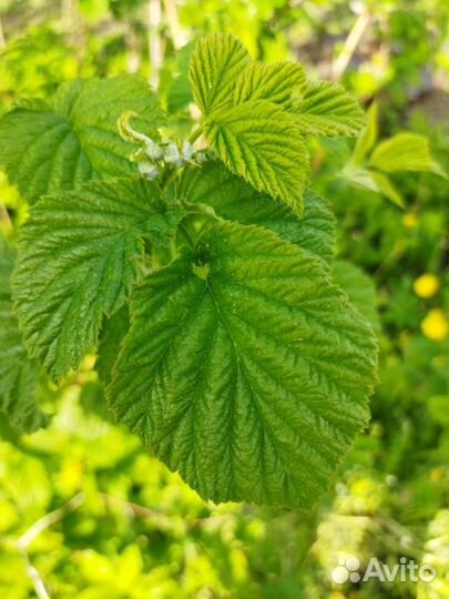 Малина (саженцы)