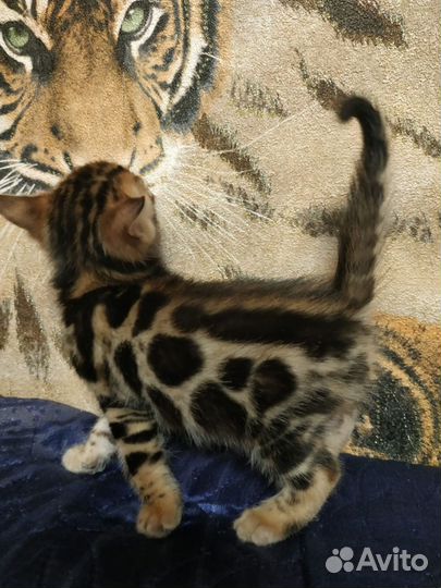 Бенгальские котята