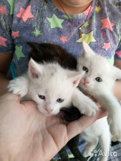 Кошка, котята, котёнок