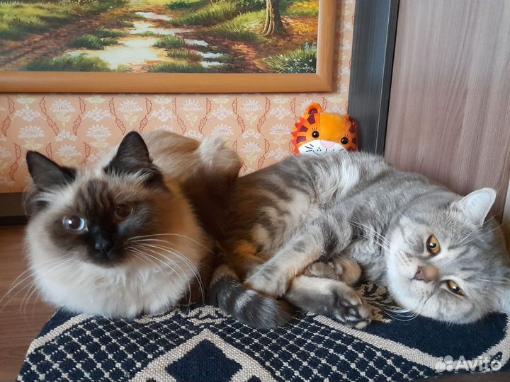 Отдам в добрые руки котят