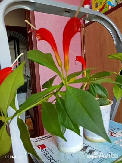 Эсхинантус жар птица