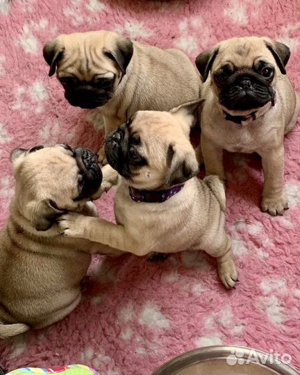 Щенки Мопса с документами