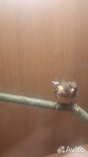 Кенара и канарейки