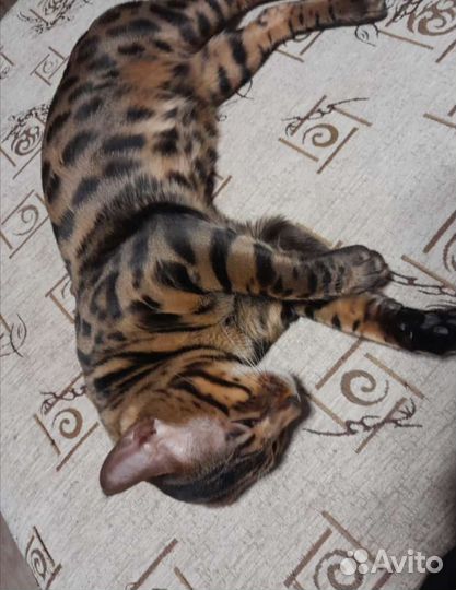 Бенгальские котята