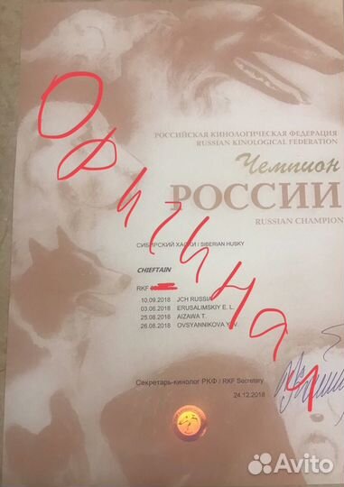 Сибирский хаски для вязки