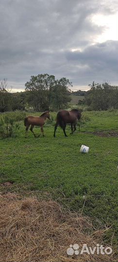 Лошадь жеребец