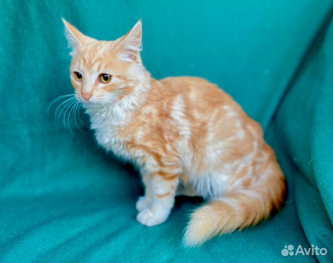 Кошки в добрые руки