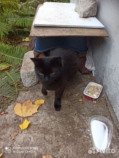 Кошка и котята